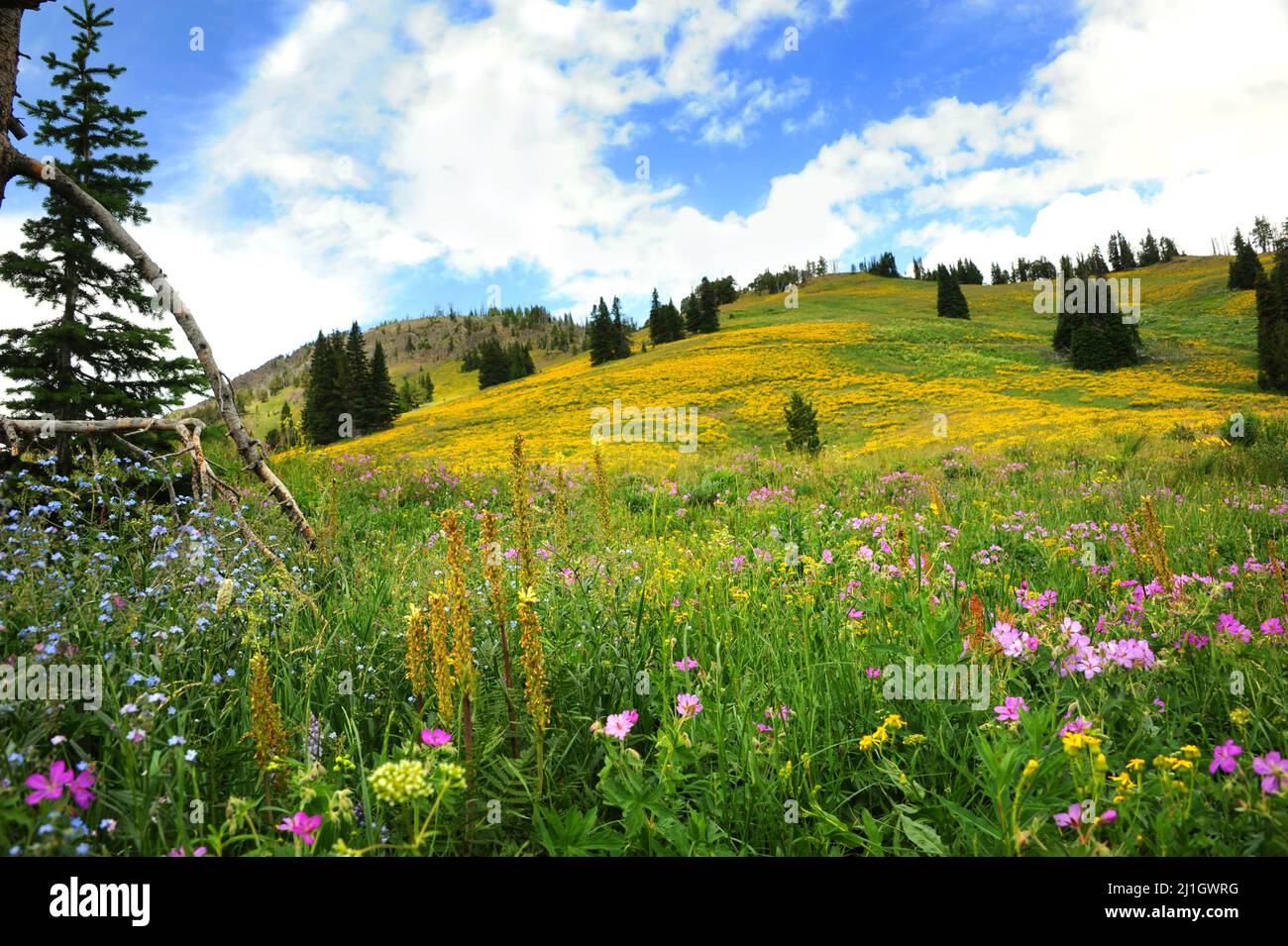 Wildflowers bloom in meadow on Beartooth Pass in Wyoming. Stock Photo