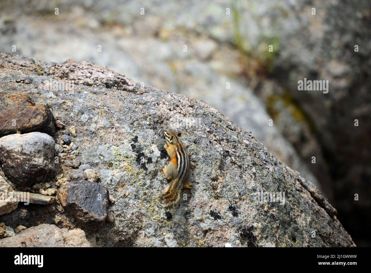 Small chipmunk freezes in motion on a rock in Yellowstone National Park at Gibbon Falls. Stock Photo