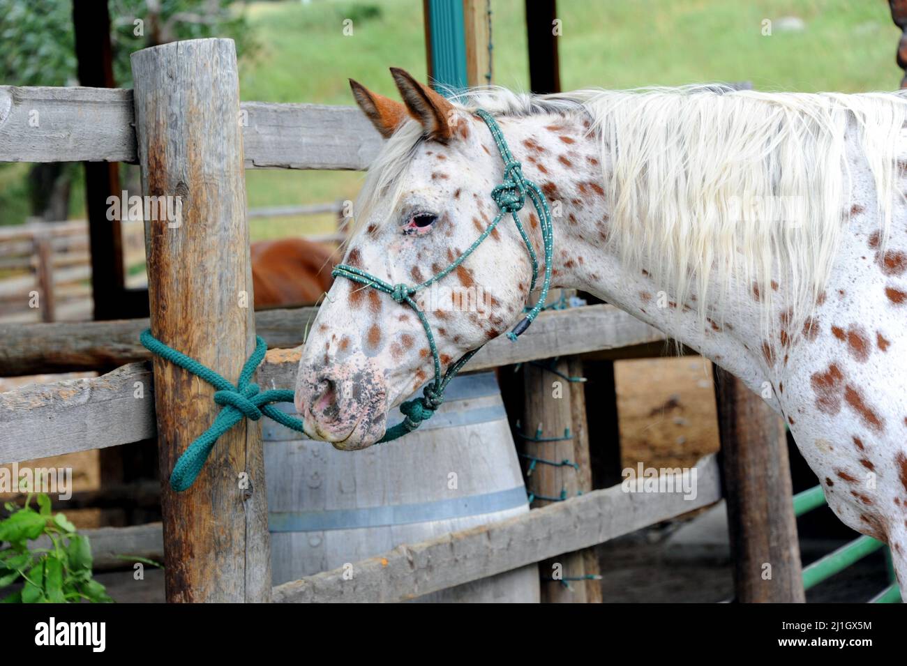 Paint horse stands patiently, tied to a wooden corral pole, for its ridder to return. Stock Photo