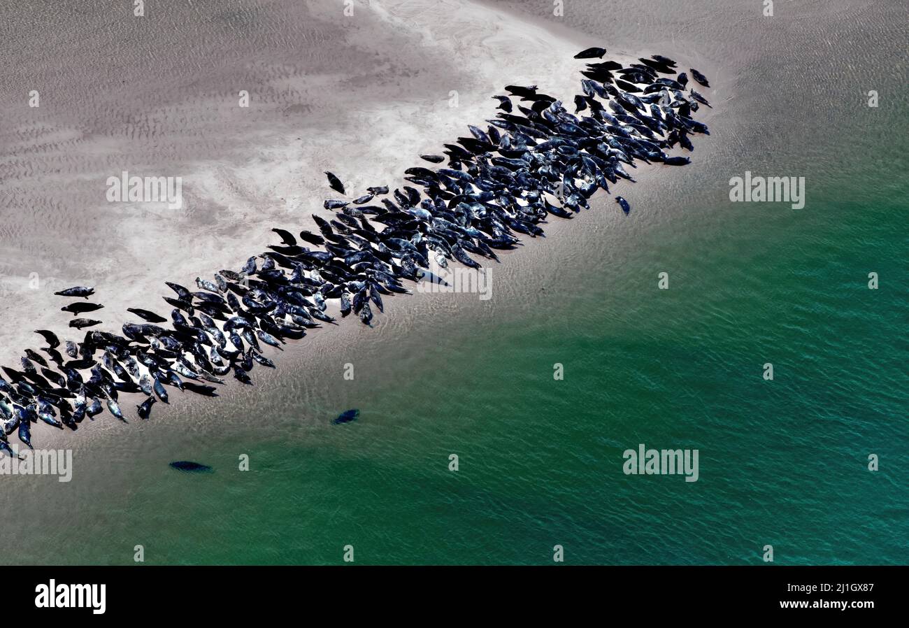 Gray Seals Hauled out at Monomoy Island in Chatham, Cape Cod Stock Photo