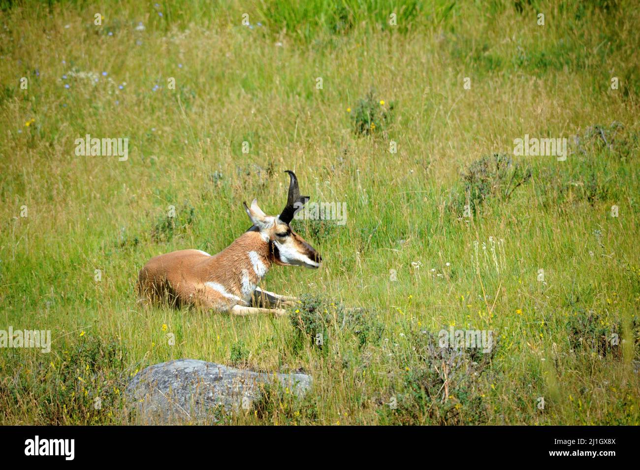 Pronghorn sheep rests in a field of grass in Yellowstone National Park. Stock Photo