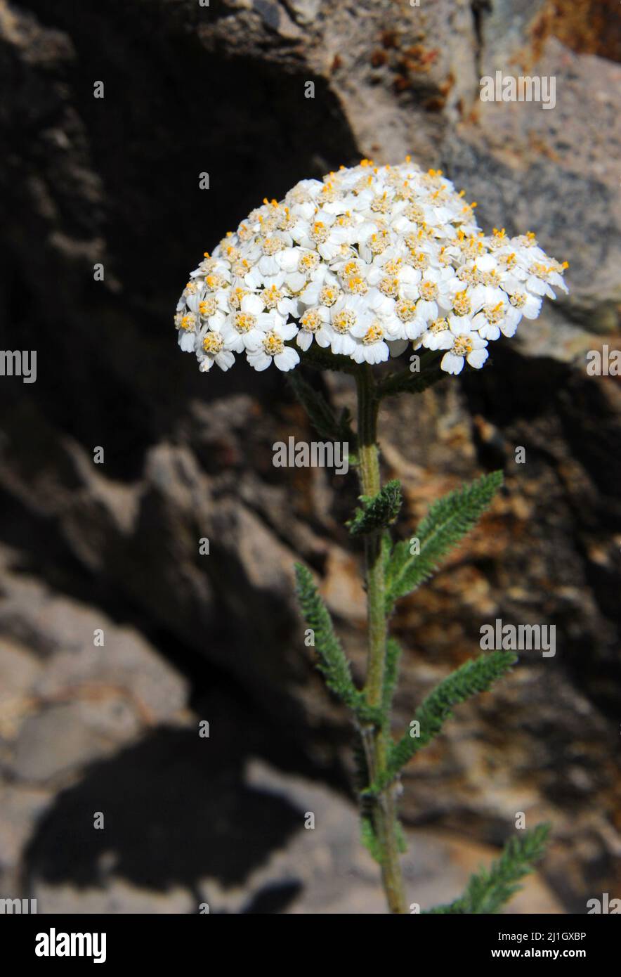 Snowball Sand Verbena grows wild on the slopes of the Rocky Mountains in Yellowstone National Park. Stock Photo