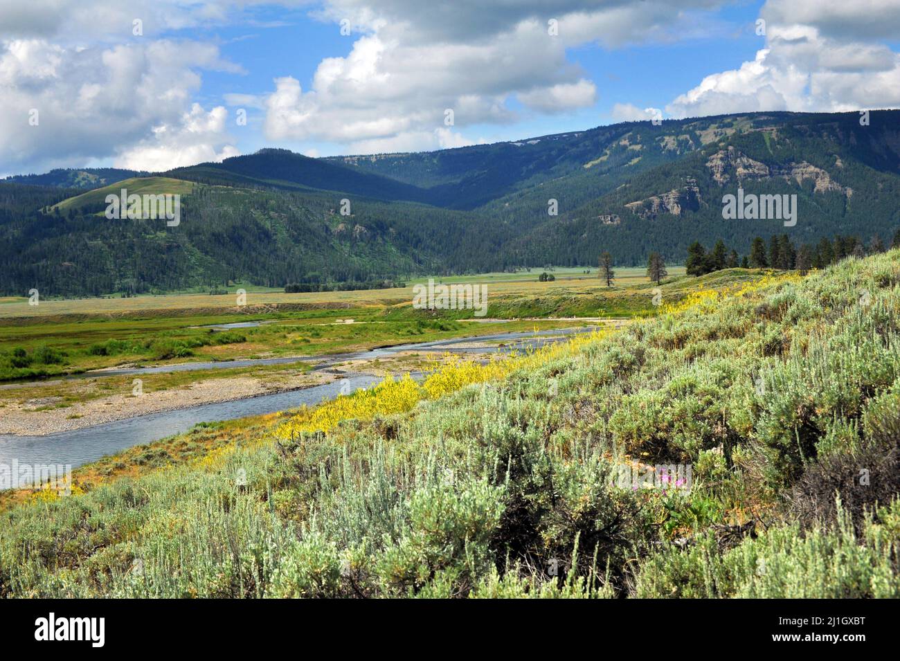 Landscape image shows narrow, Soda Butte Creek as it traverses Lamar Valley, in Yellowstone National Park. Stock Photo