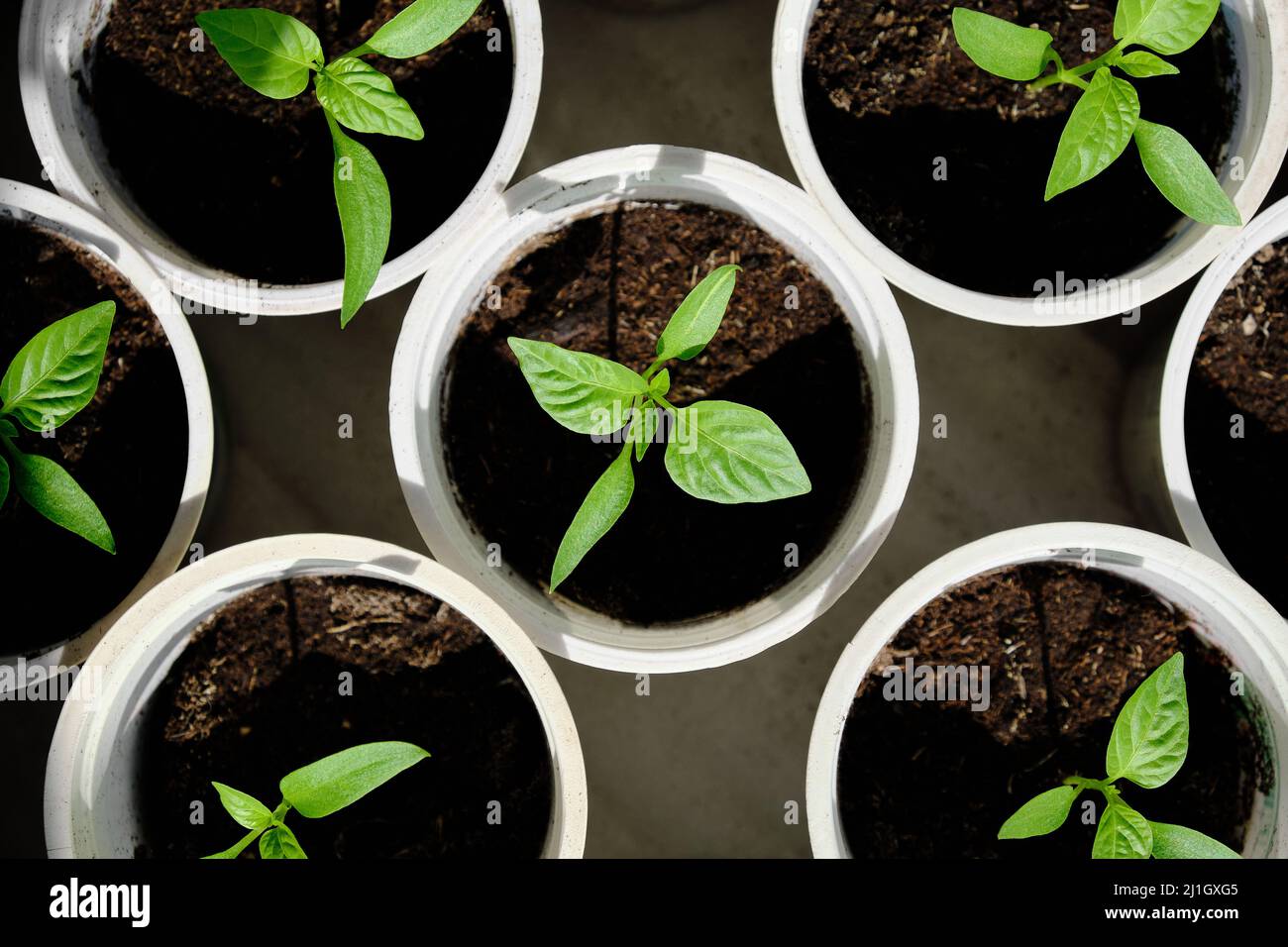 Pepper seedlings top view. Reuse of plastic cups in vegetable growing. Stock Photo