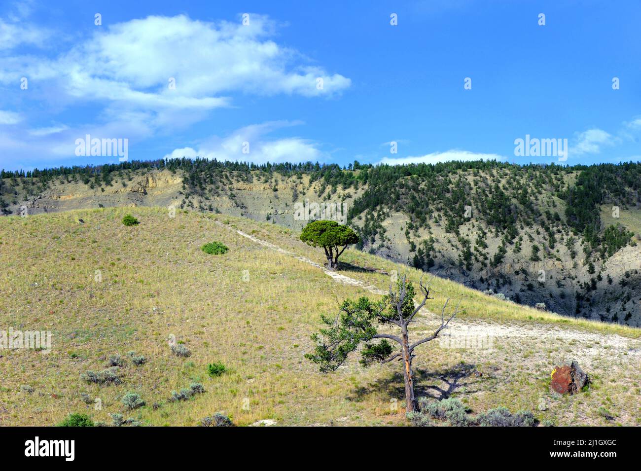 Worn trail traverses to the top of a hill, with scenic overlook, in Yellowstone National Park.  Two lone trees grow on sparse hillside. Stock Photo
