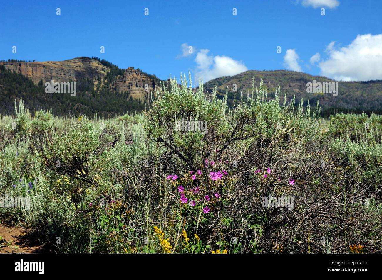 Wildflowers in lamar valley hi-res stock photography and images - Alamy