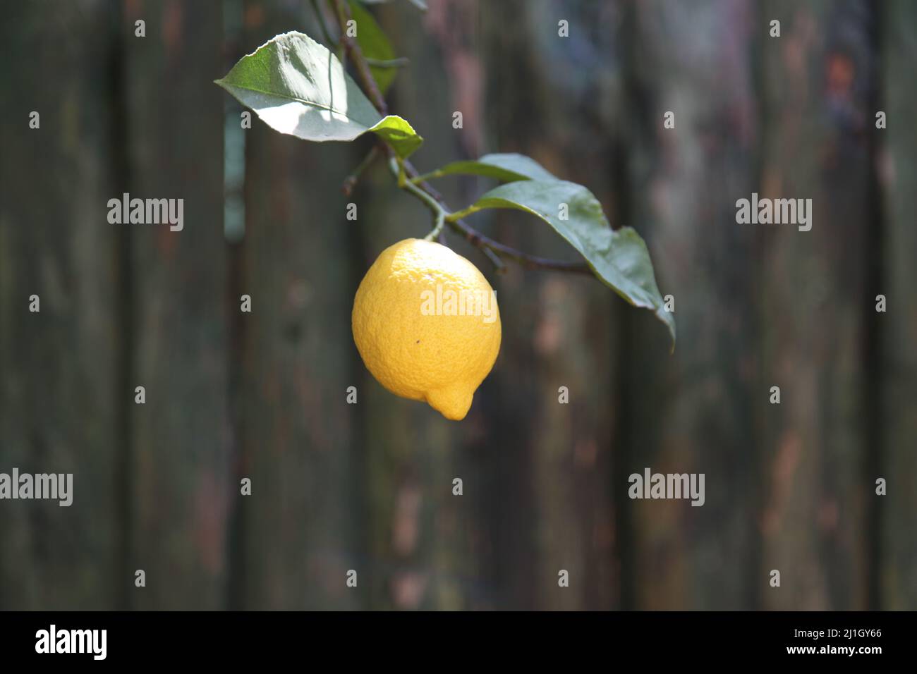 One ripe lemon hanging on a lemon tree. Close up and front view. Stock Photo
