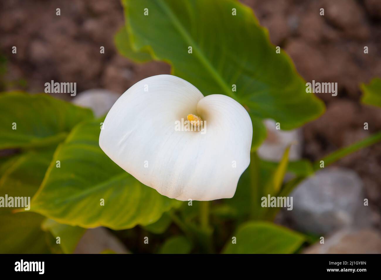 Single zantedeschia aethiopica (known as calla lily or arum lily) flower blooming on the field. Top of view and close up. Stock Photo