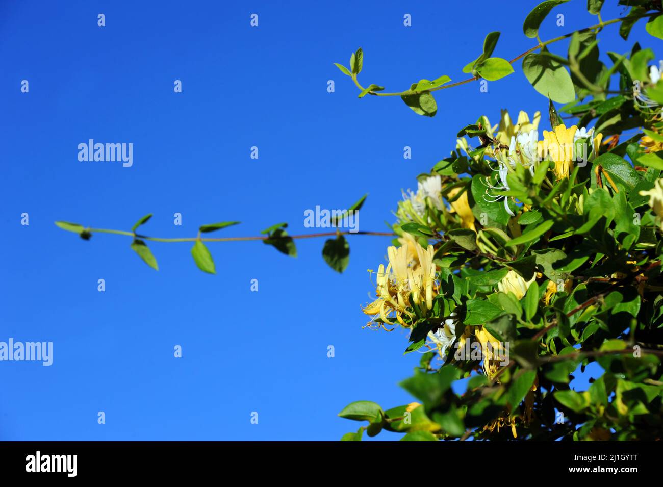Blooming honeysuckle fine is framed by a vivid blue sky.  Blooms are yellow and white. Stock Photo