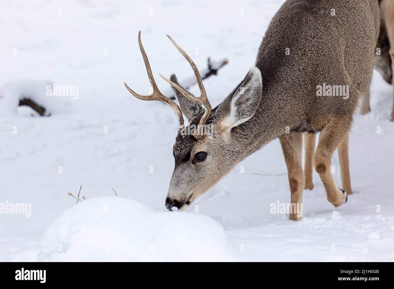 A Mule Deer buck (Odocoileus hemionus) foraging in winter snow in Grand Canyon National Park, Arizona Stock Photo