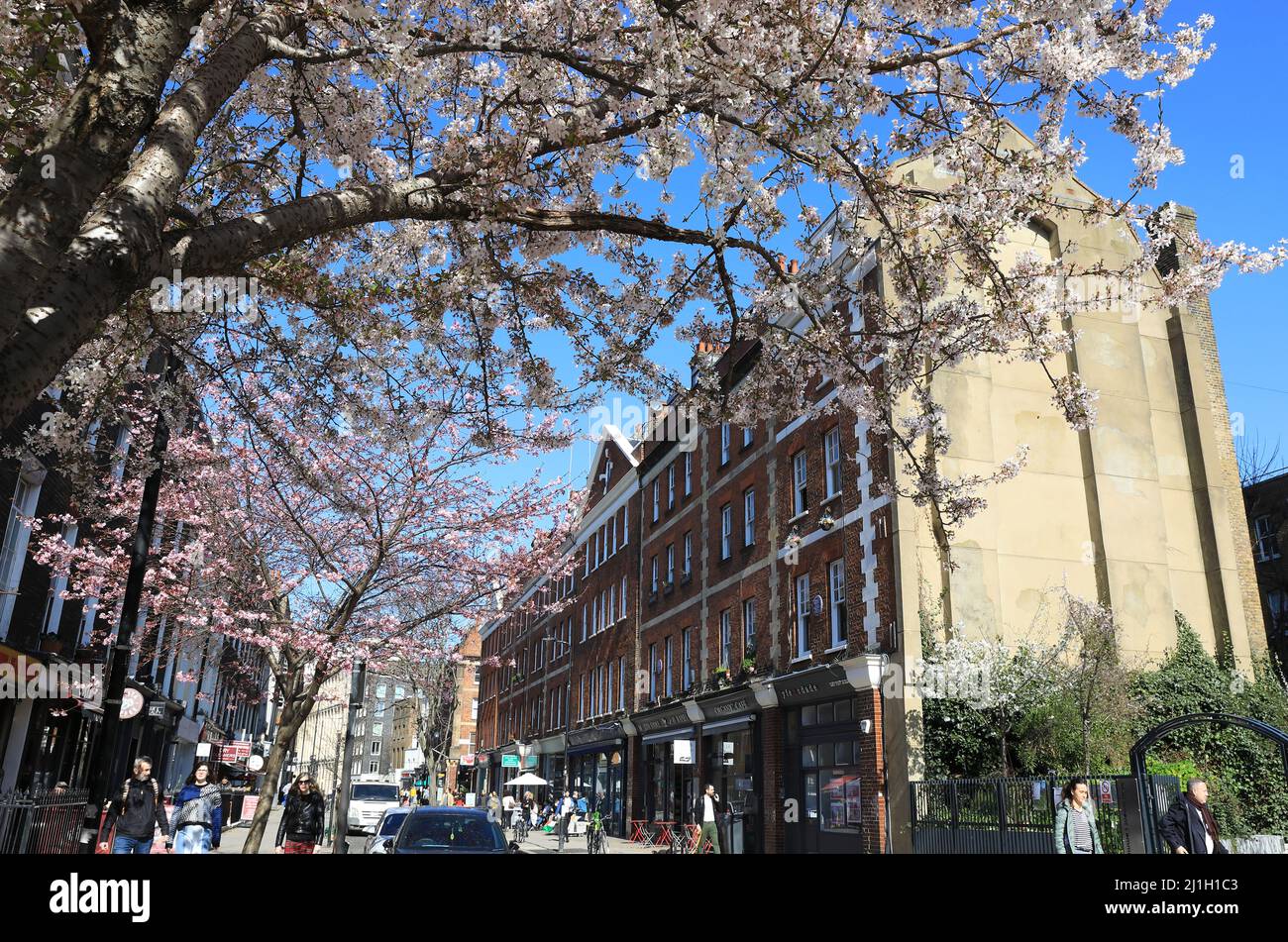 Spring blossom on Marchmont Street, in Bloomsbury, central London, UK Stock Photo