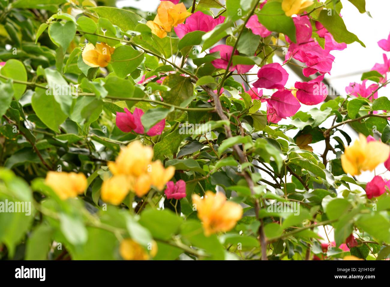 Pink and Yellow Flowers of Bougainvillea Vines Stock Photo Alamy