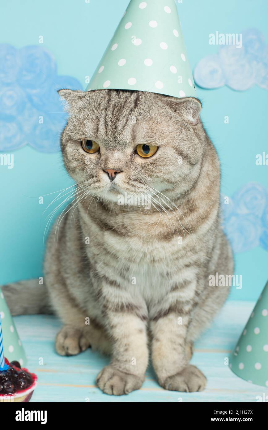 google birthday surprise spinner cat