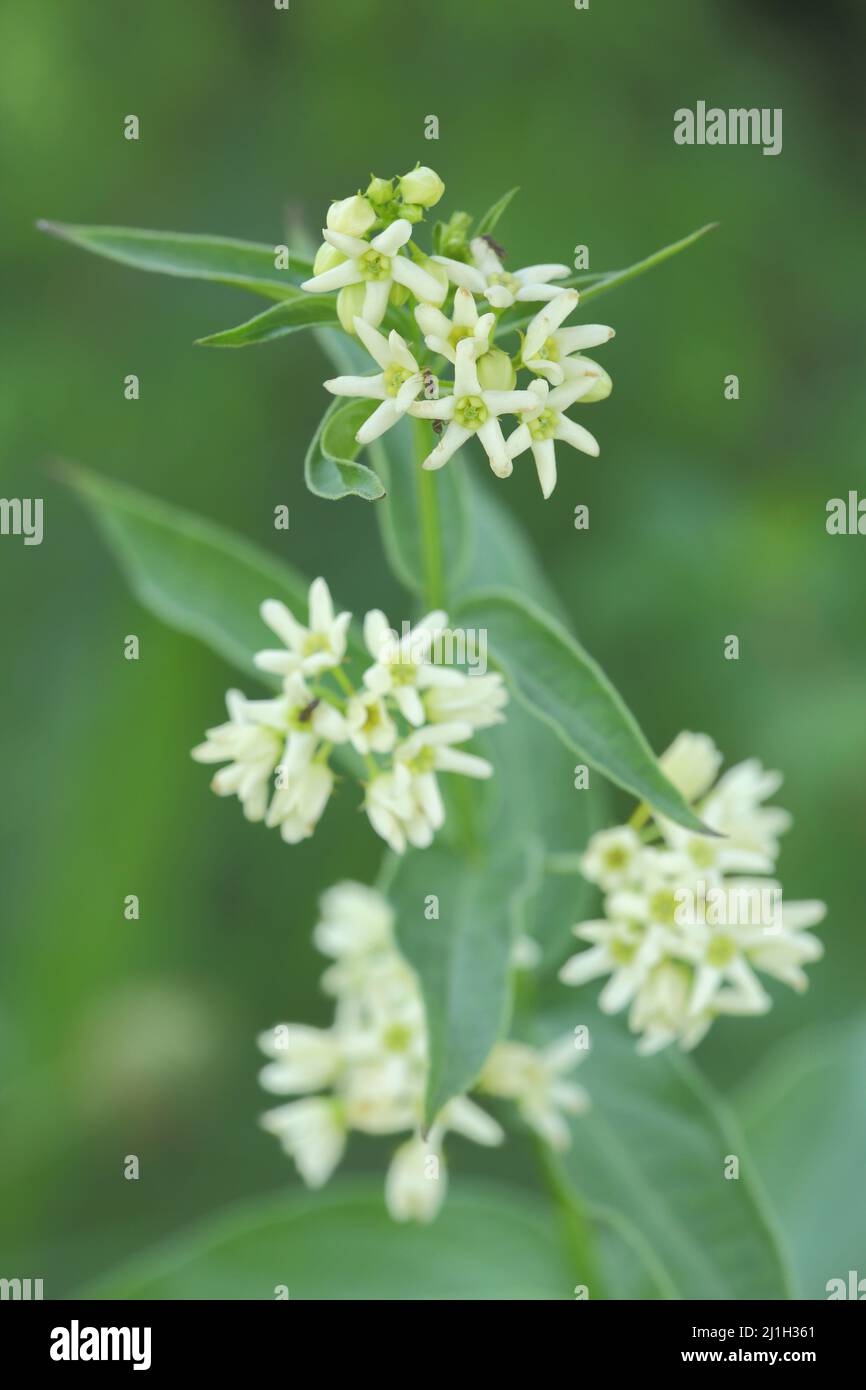 White milkweed (Vincetoxicum hirundinaria) in Frau-Holle-Land, Hesse, Germany Stock Photo