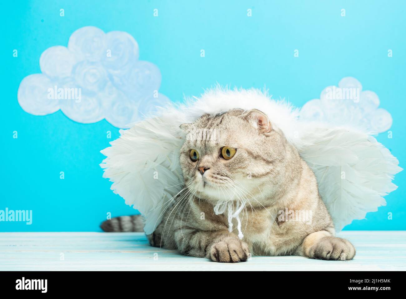 British cat with angel wings, Christmas and New Year Stock Photo