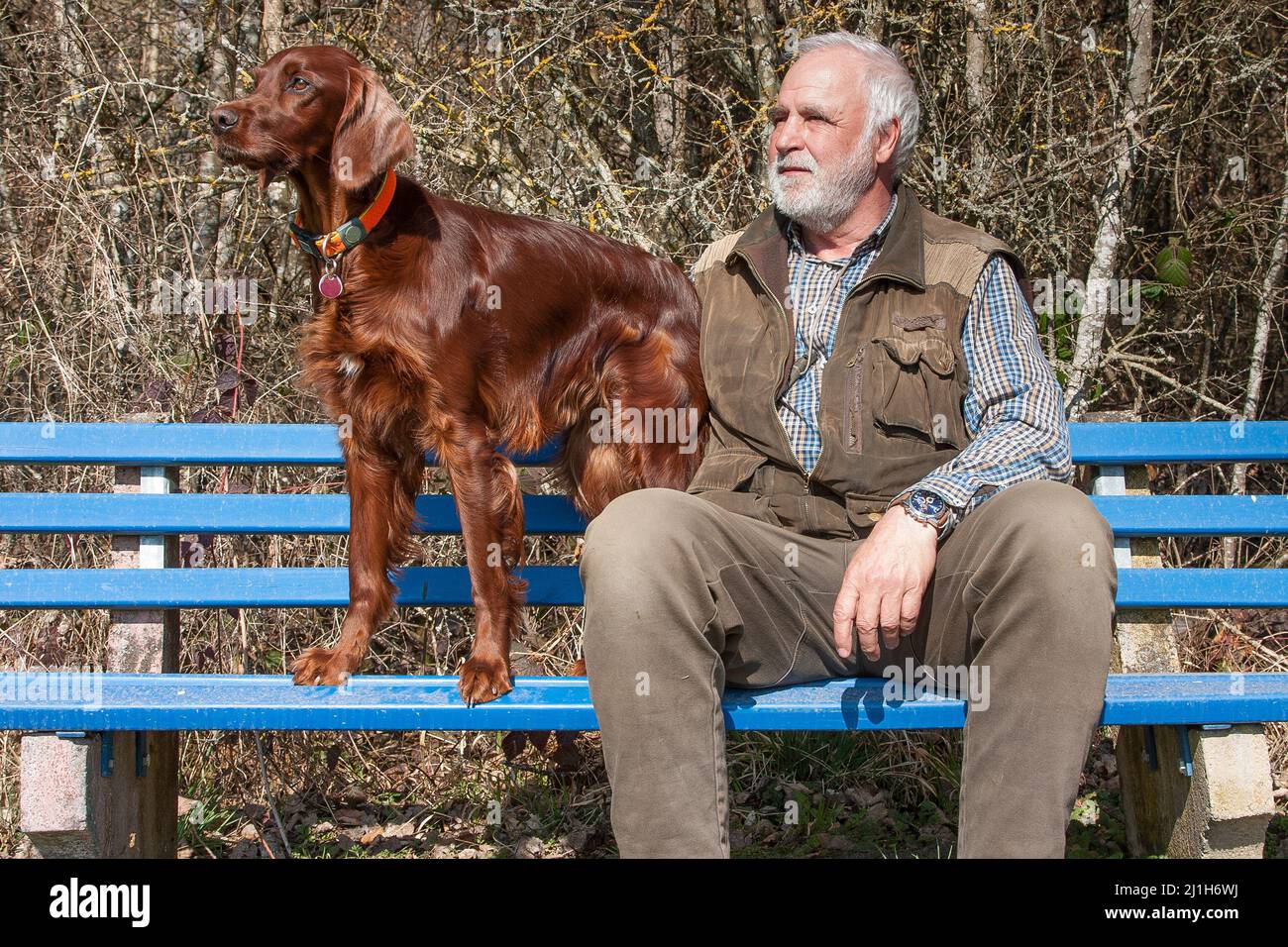 A senior citizen and his beautiful Irish Setter dog are sitting together on a blue wooden bench at the edge of the forest in the spring sunshine. Stock Photo