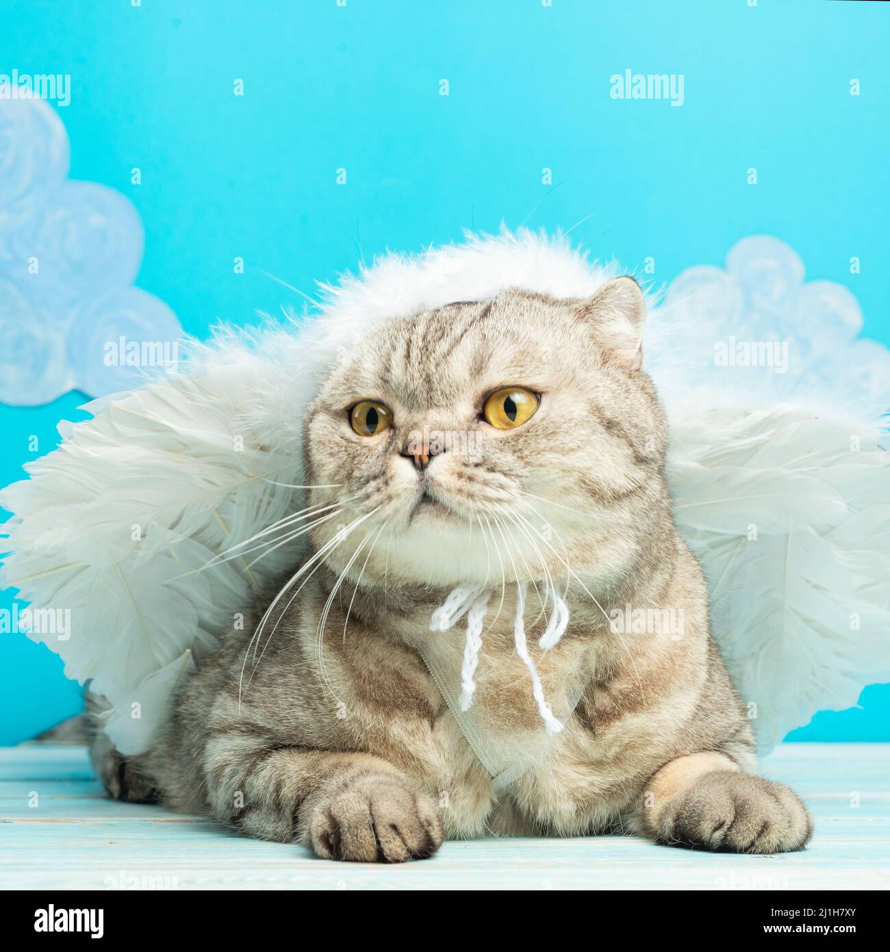 British cat with angel wings, Christmas and New Year Stock Photo