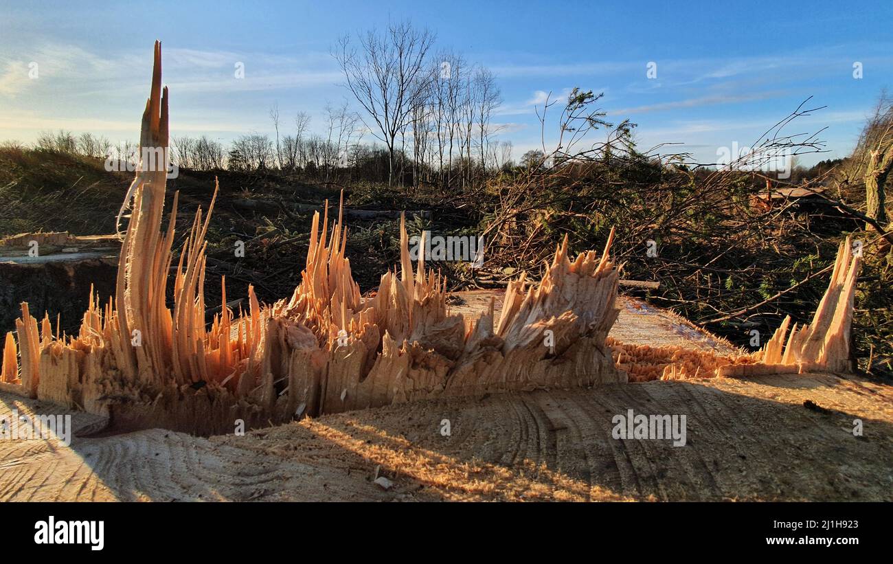 Cut trunk and storm damage Stock Photo - Alamy