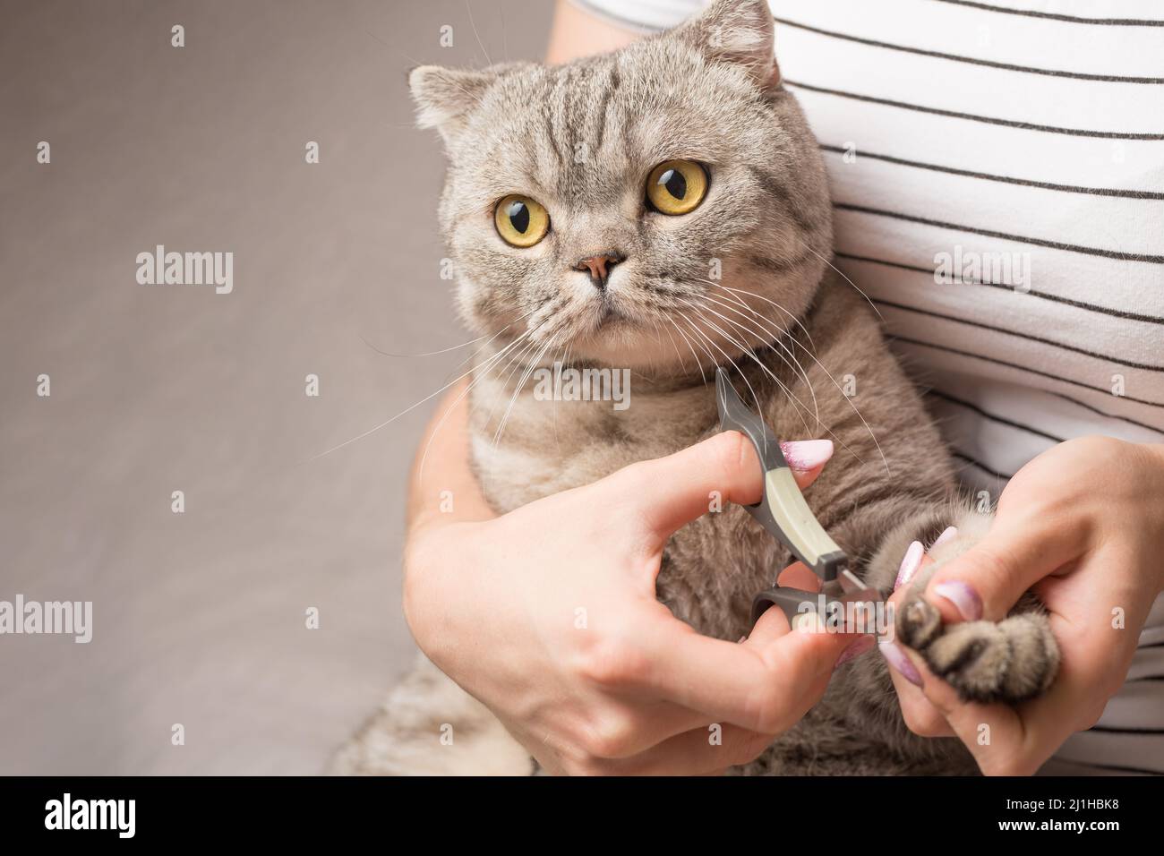 hands scissors claws cat, doctor shearing cat's claws, closeup Stock