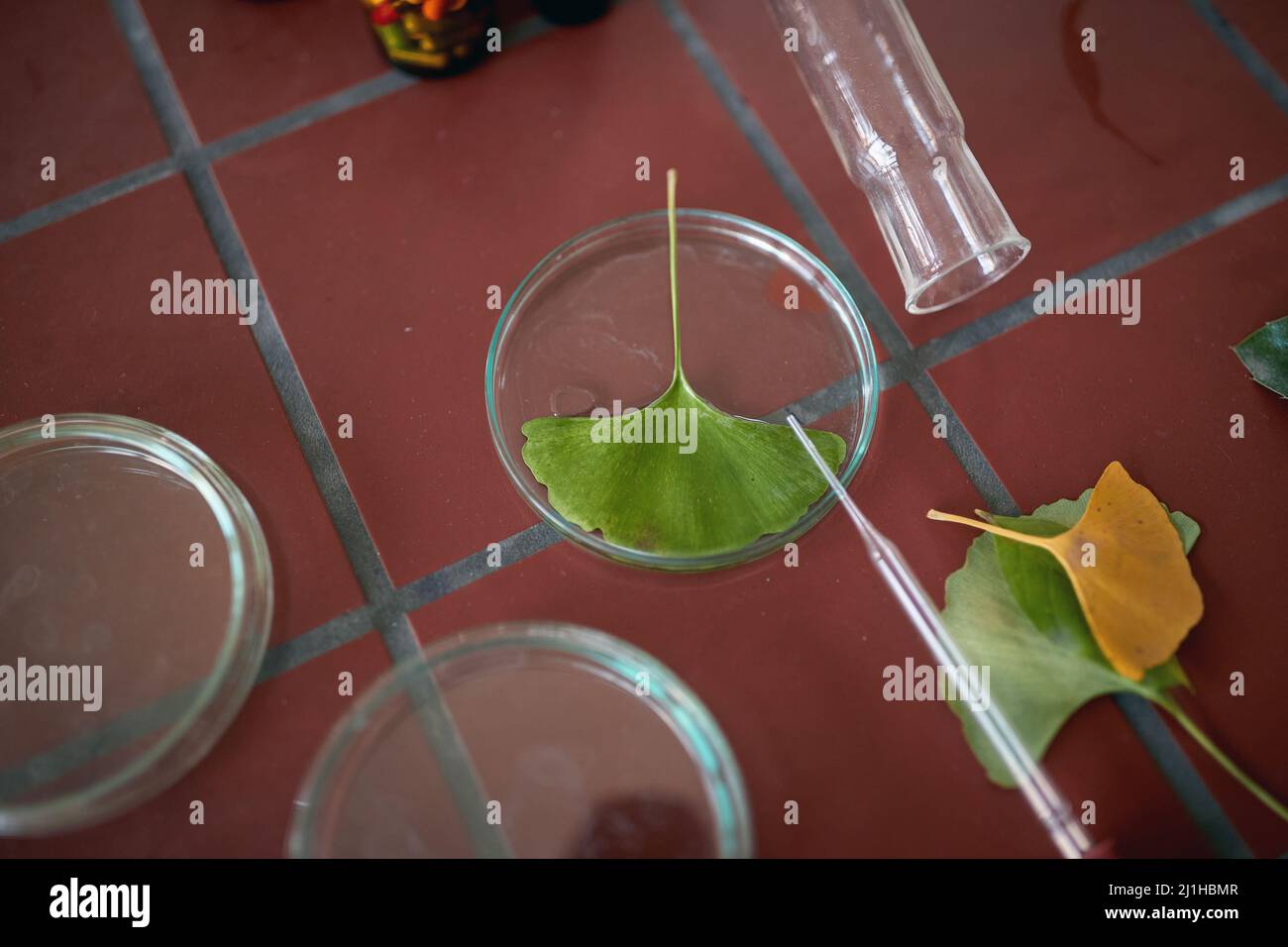 A sample of a leaf in a dish ready for detail analyses in a laboratory. Science, biology, lab Stock Photo