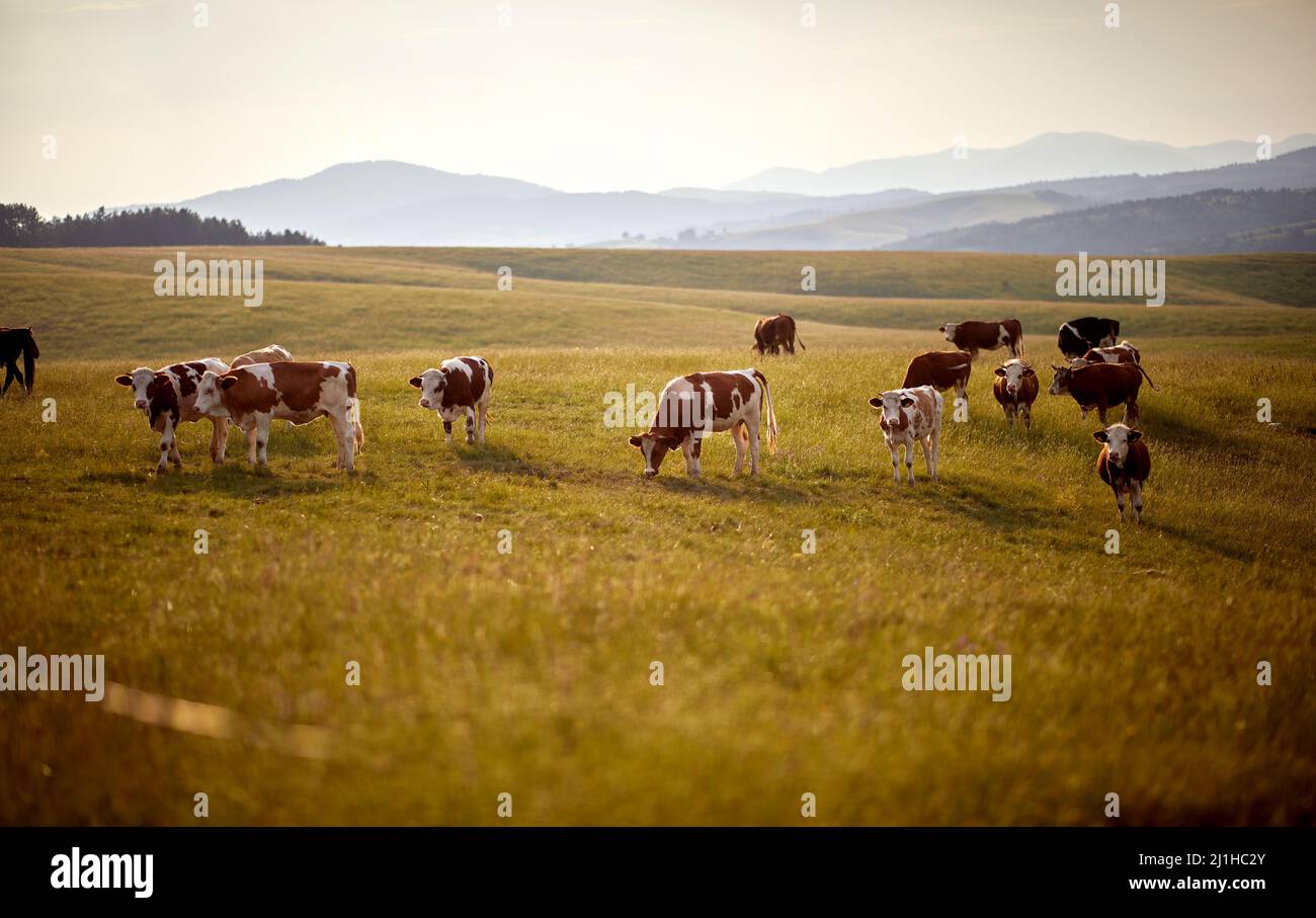 Herd of cows grazing in meadow on a sunny day. Summertime landscape ...
