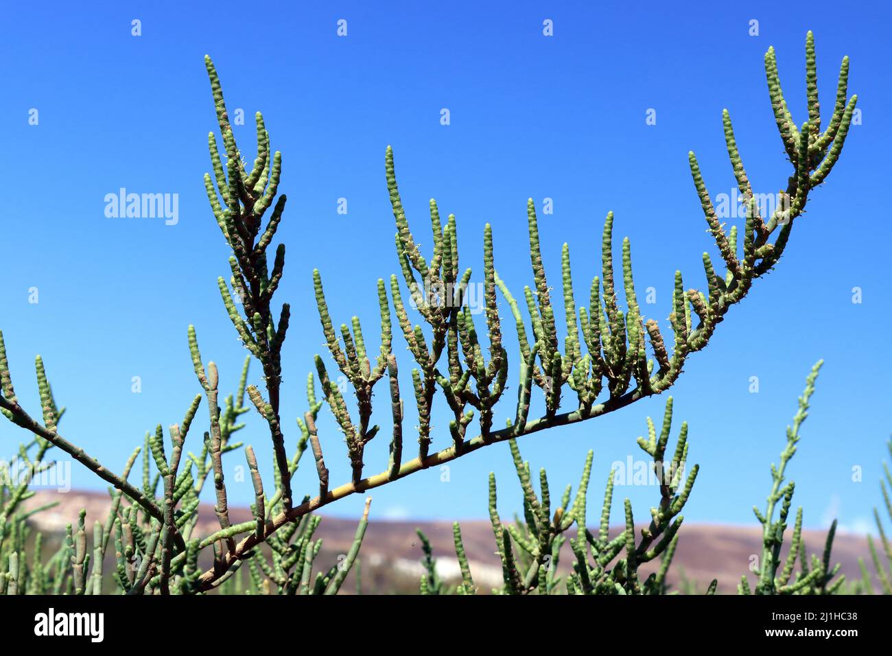 Salzpflanze Sarcocornia fruticosa im Feuchtgebiet Saladar de Jandia, Fuerteventura, Spanien, Morro Jable Stock Photo