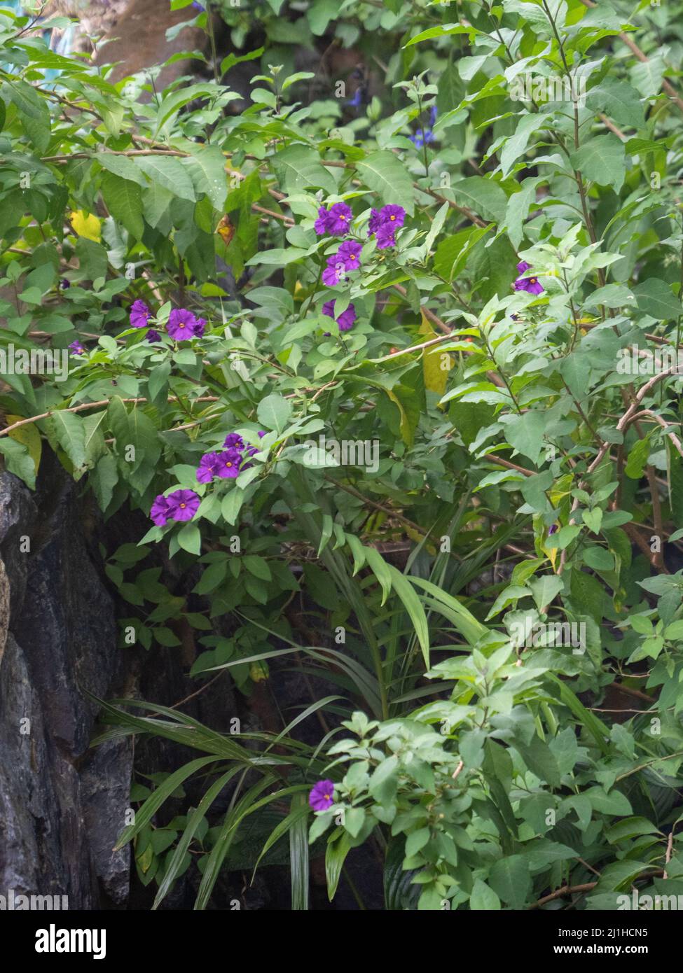 In the garden, rambling leafy green plants with small dark purple flowers, growing in a shady