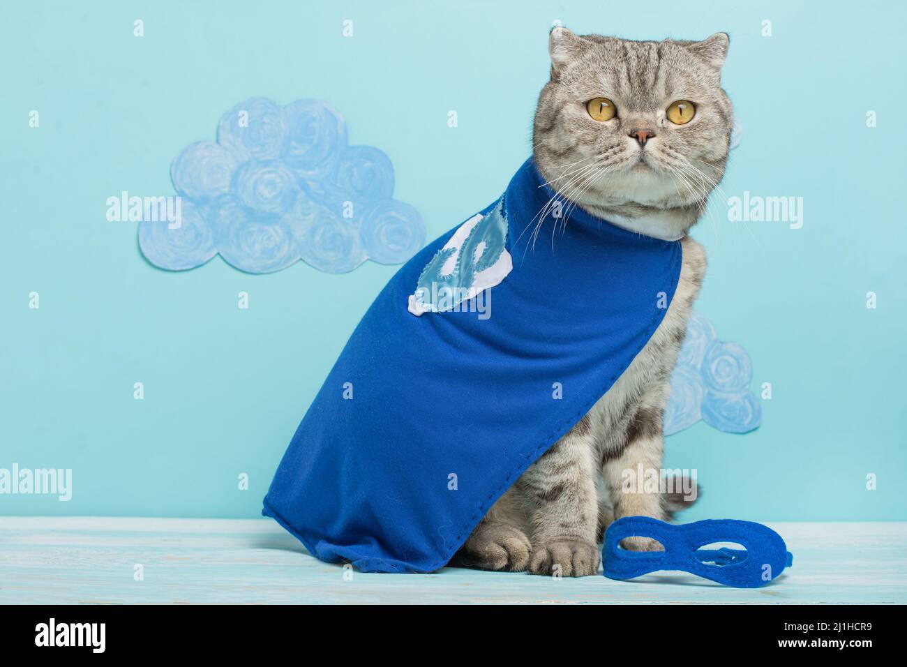 superhero cat, in a blue raincoat Stock Photo