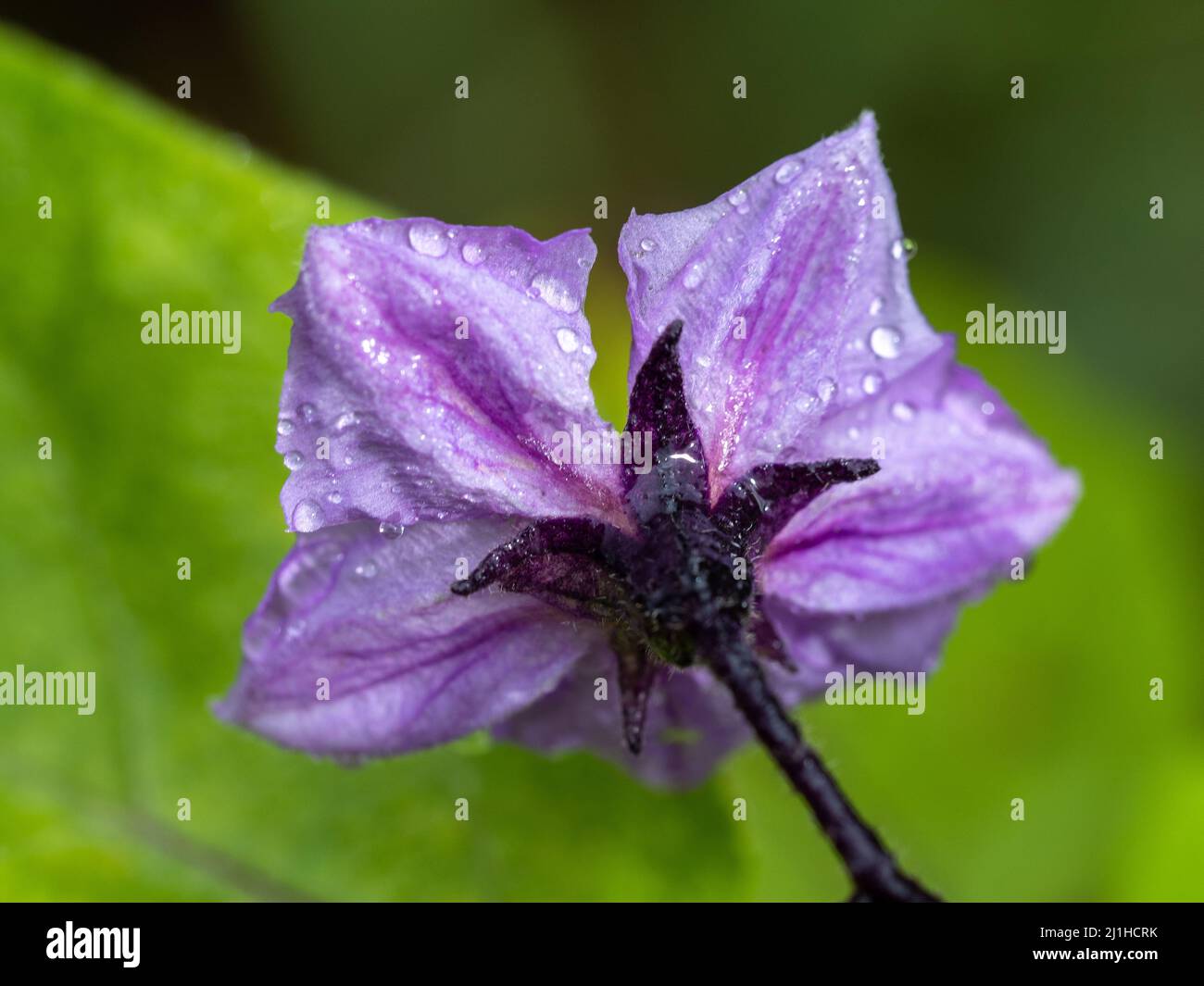 Purple mauve flower of a Capsicum plant, wet and fresh, covered in