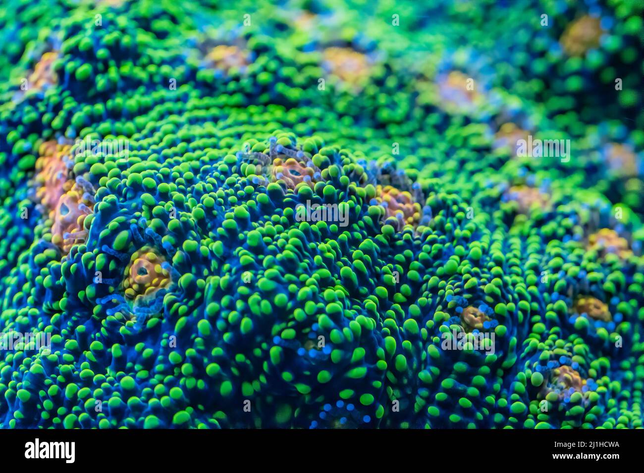 A macro photograph of a bubblegum chalice large polyp stony coral in a saltwater reef aquarium Stock Photo