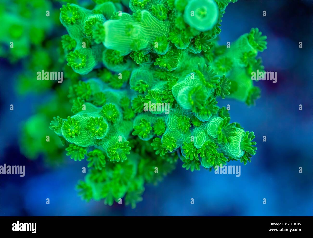 A green slimer acropora small polyp stony coral. Stock Photo