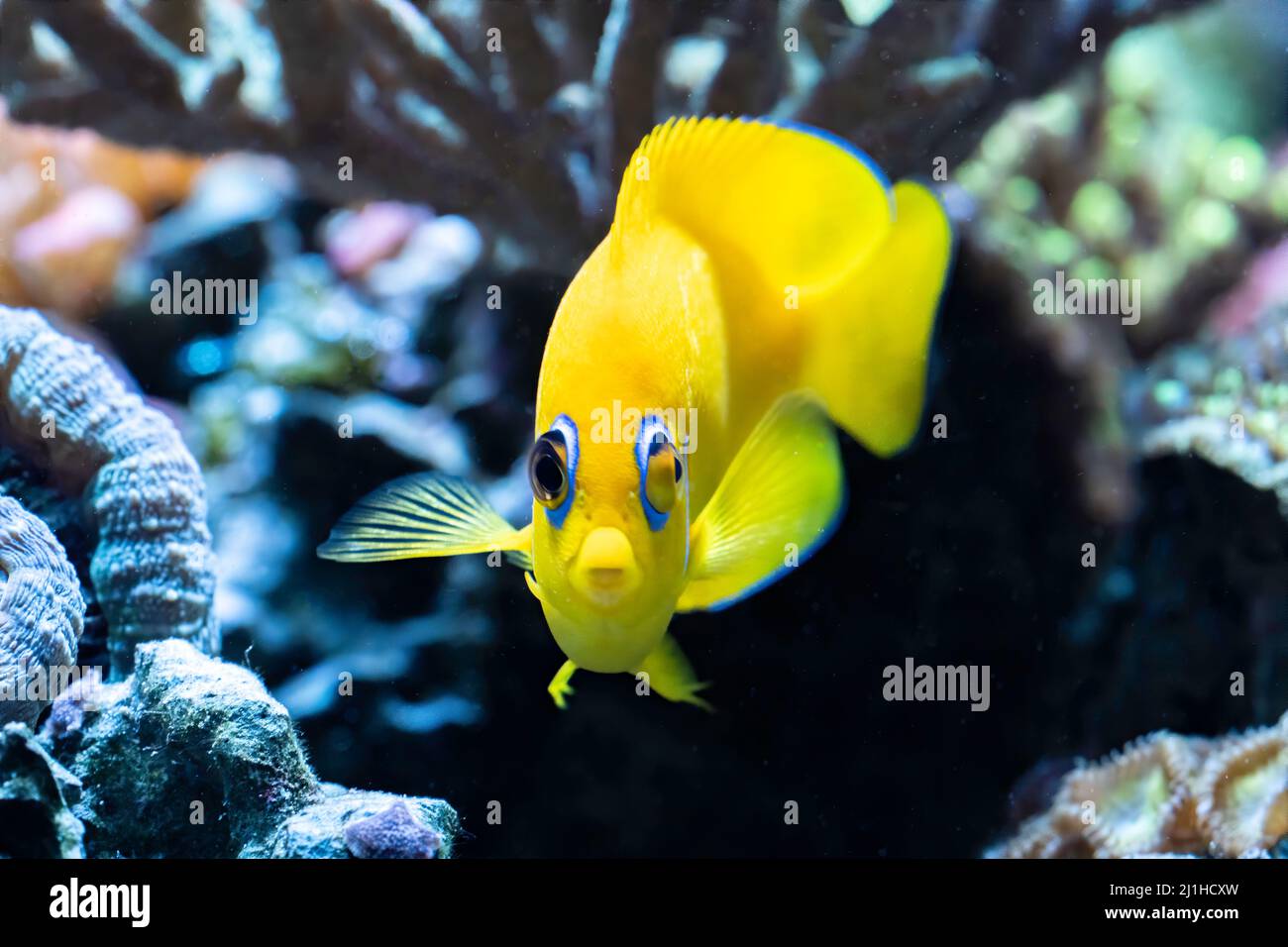 A lemonpeel angelfish swims above the reef. Stock Photo