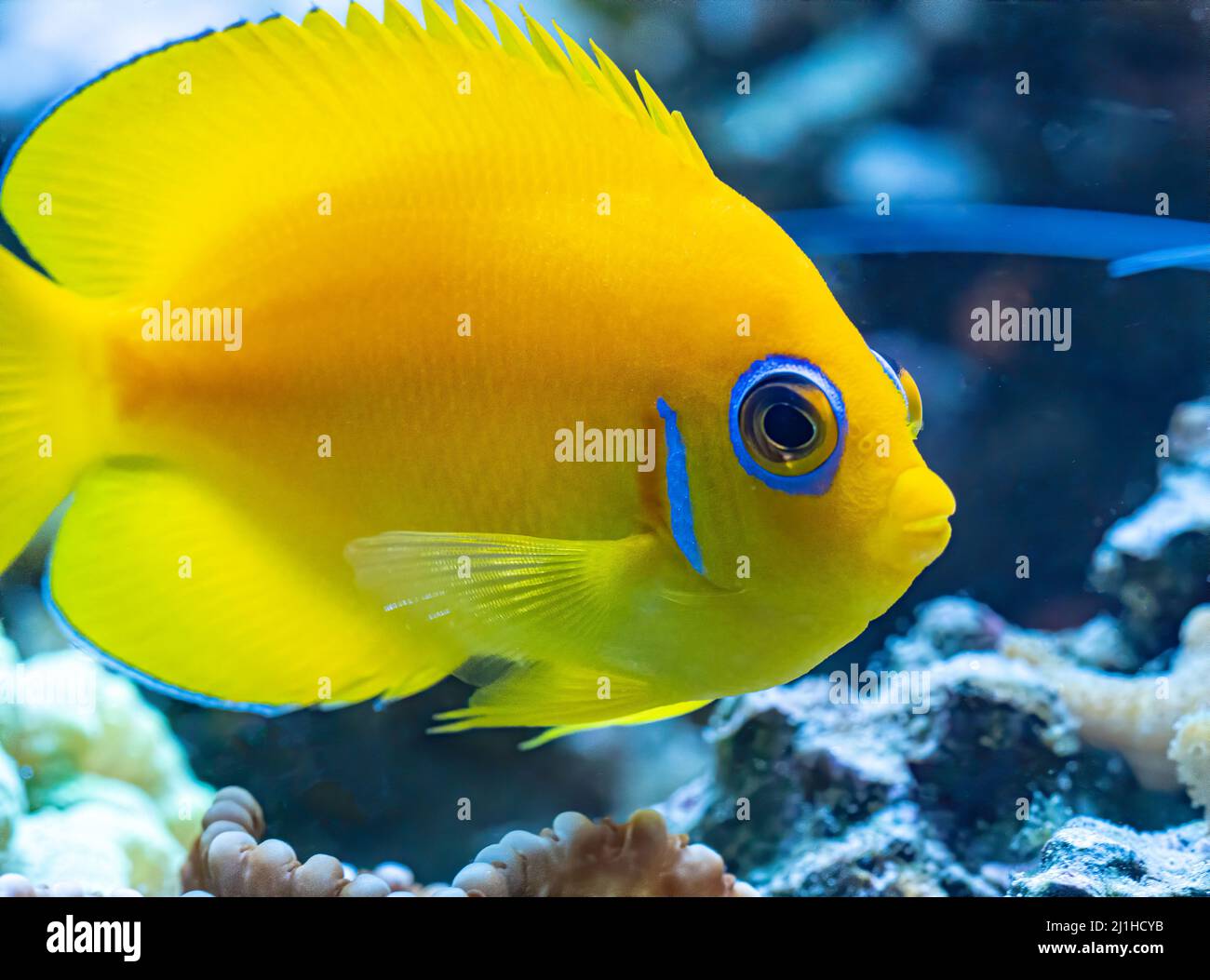 A lemonpeel angelfish swims above the reef. Stock Photo