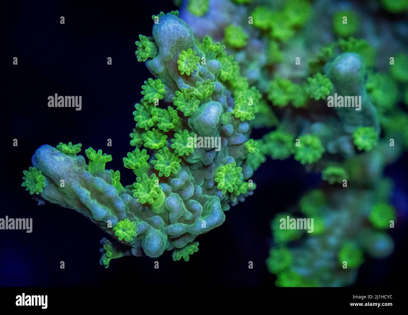 A macro photograph of a montipora hirosuta small polyp stony coral with polyps extended. Stock Photo