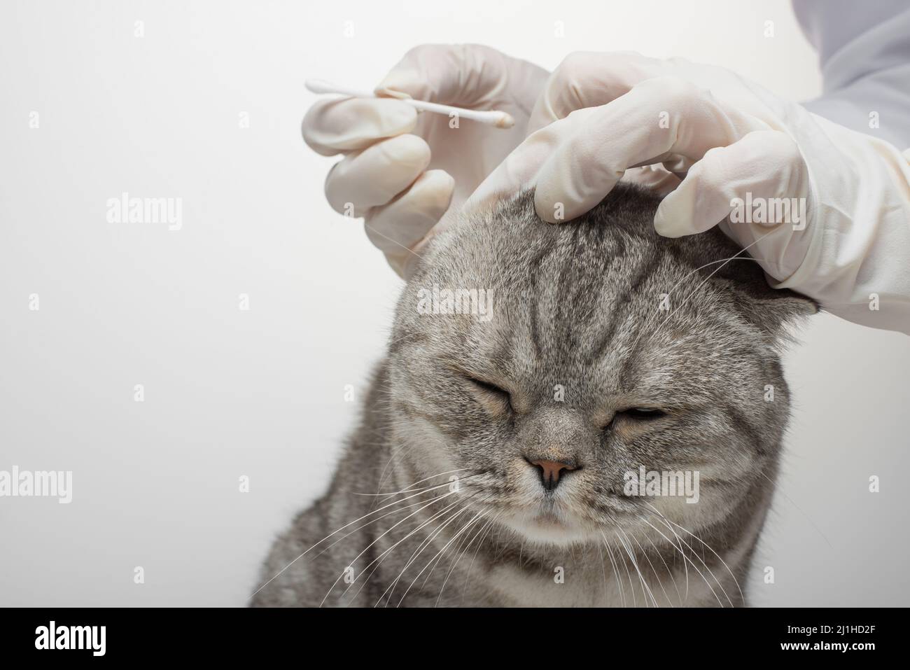 The vet clears the ears of a Scottish cat on a white background, isolated with an empty space for the inscription Stock Photo