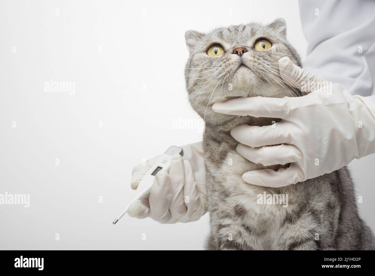 the doctor's vet measures the temperature of the cat in the veterinary clinic. Animal Health Stock Photo