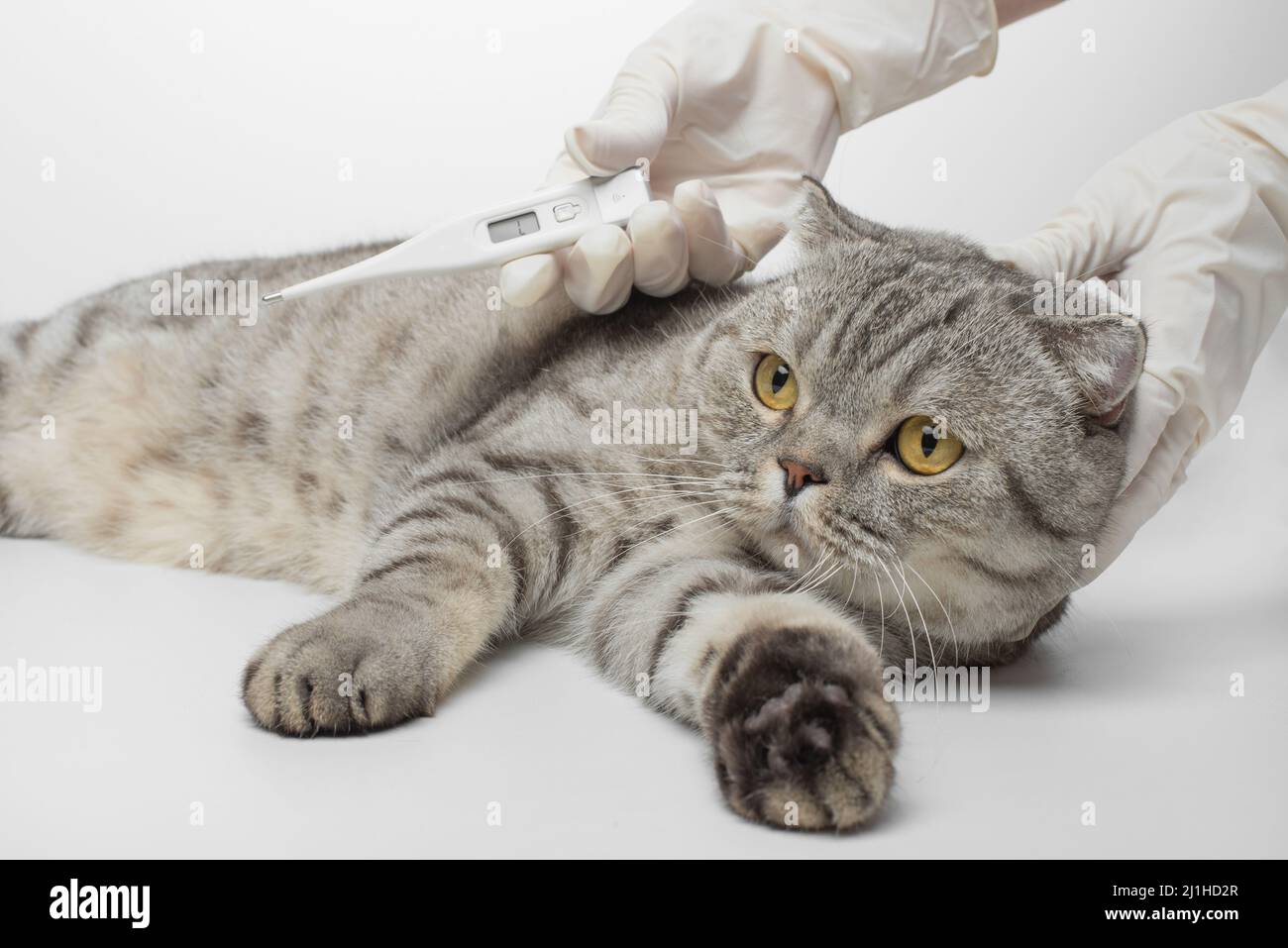 the doctor's vet measures the temperature of the cat in the veterinary clinic. Animal Health Stock Photo