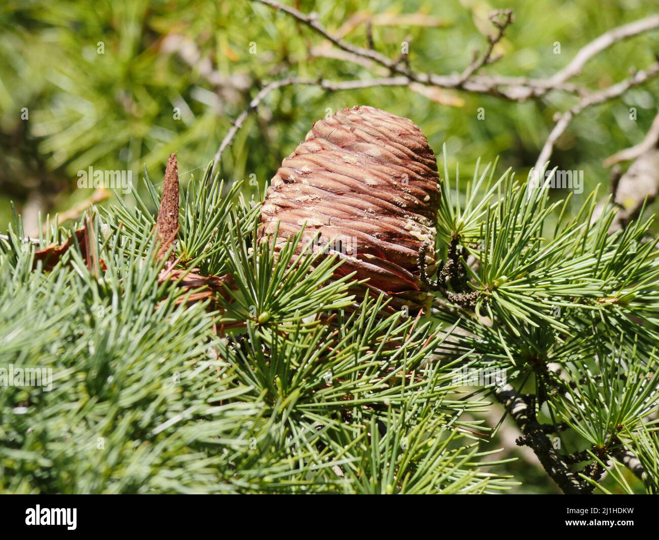 Pinecone nature hires stock photography and images Alamy