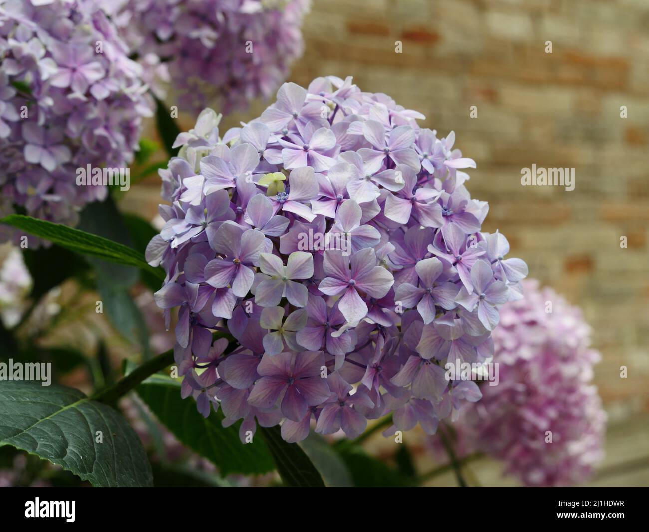 a focused close-up of a hydrangea Stock Photo