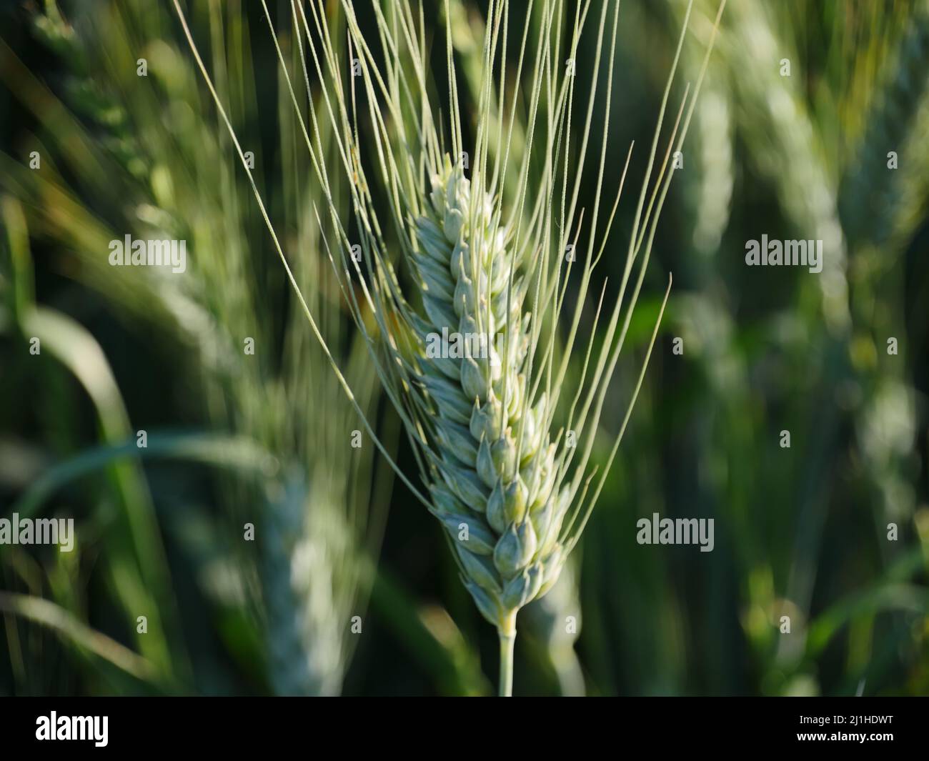 ear of corn in the field Stock Photo Alamy