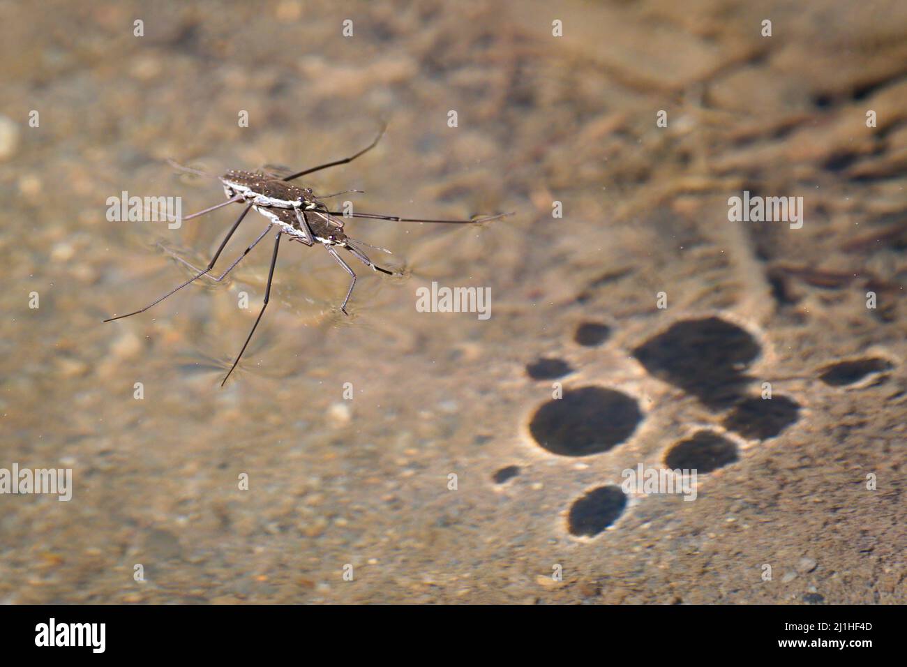 Two insects walking on the surface tension of the water Stock Photo Alamy