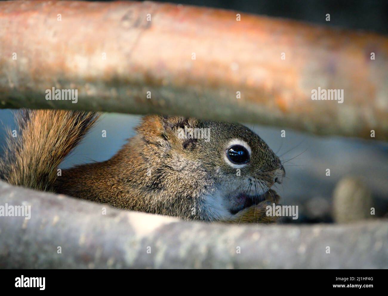 Squirrel watching between two bars made of wood while eating a sunflower Stock Photo