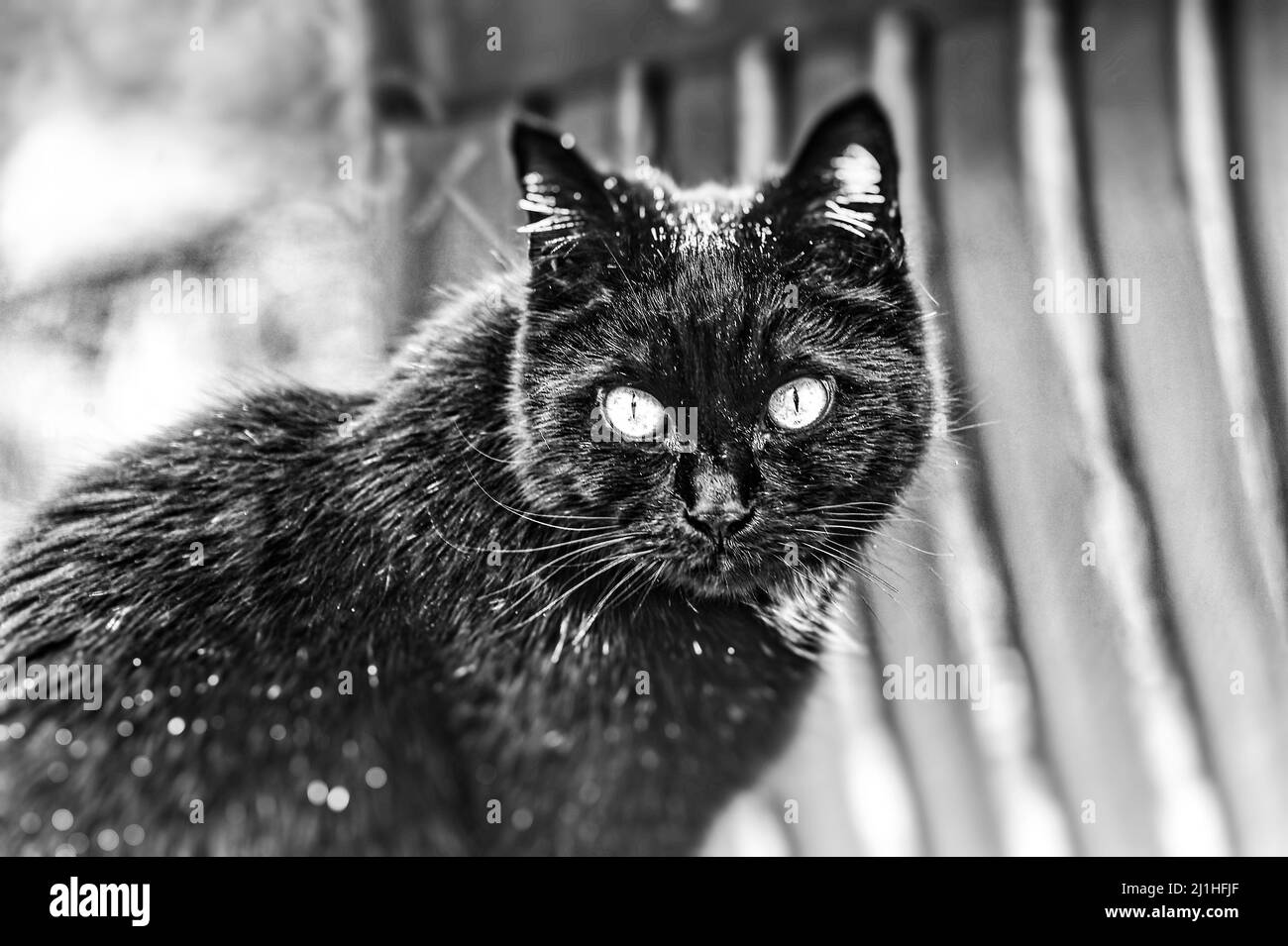 Schwarzer kater High Resolution Stock Photography and Images - Alamy