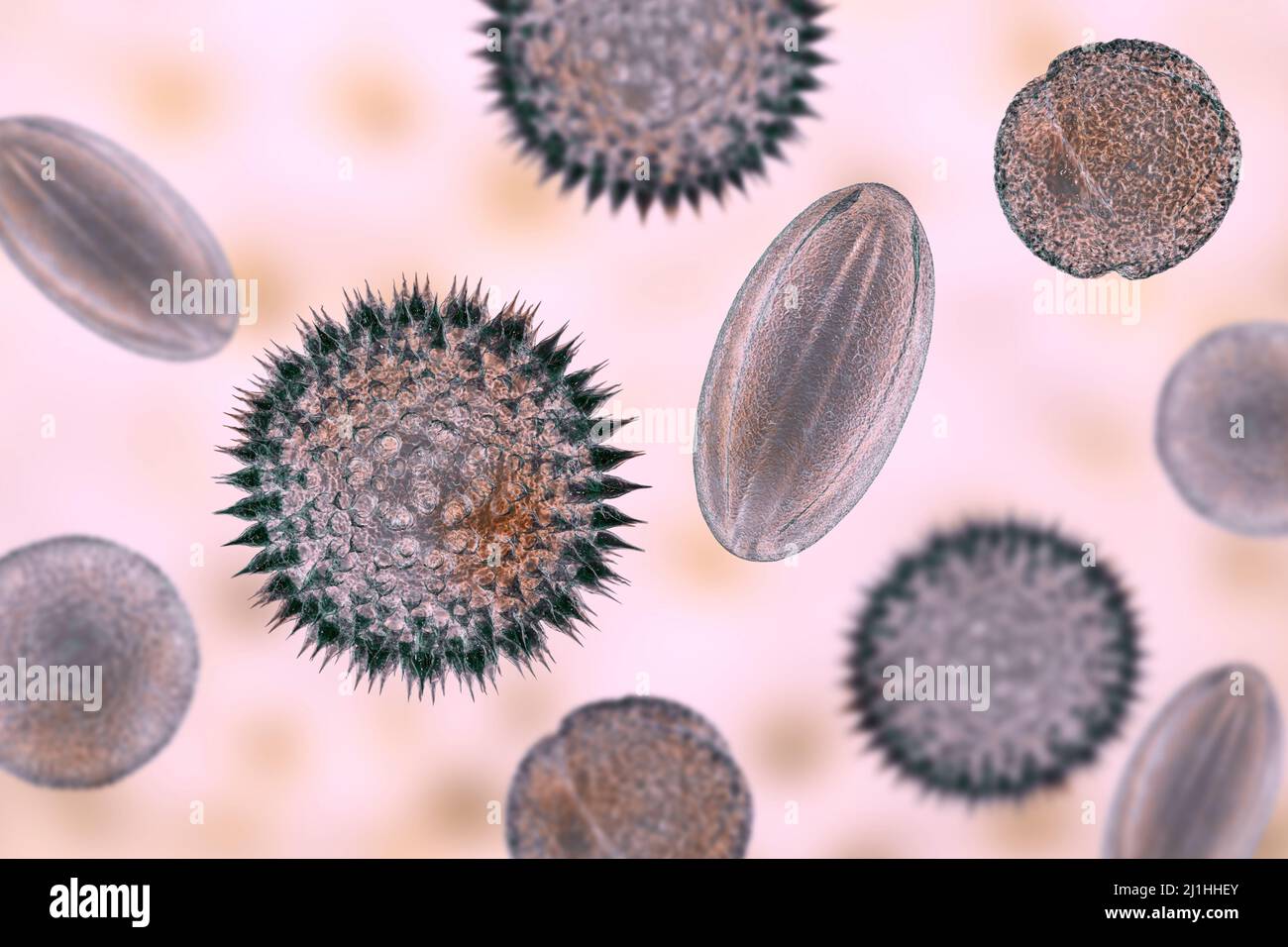 Pollen grains, illustration Stock Photo - Alamy
