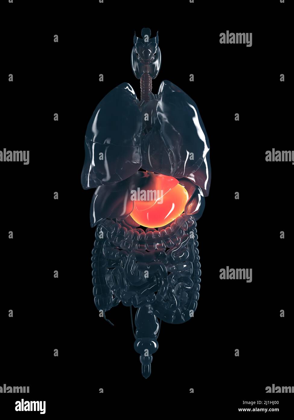 Human stomach, illustration Stock Photo - Alamy