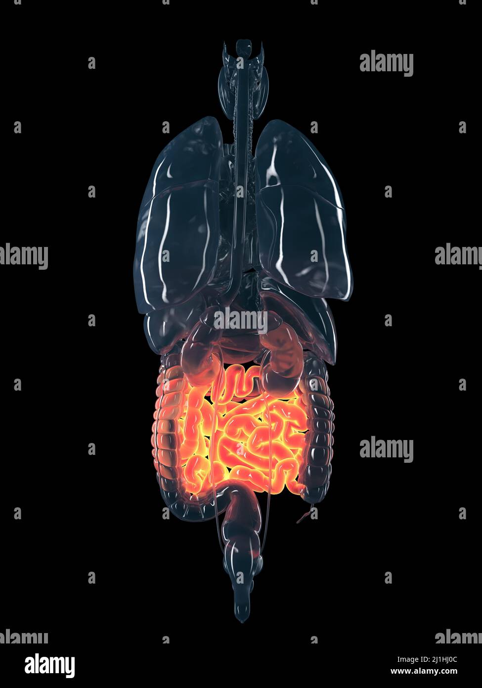 Human Small Intestine Color/image Human small intestine, illustration Stock Photo - Alamy