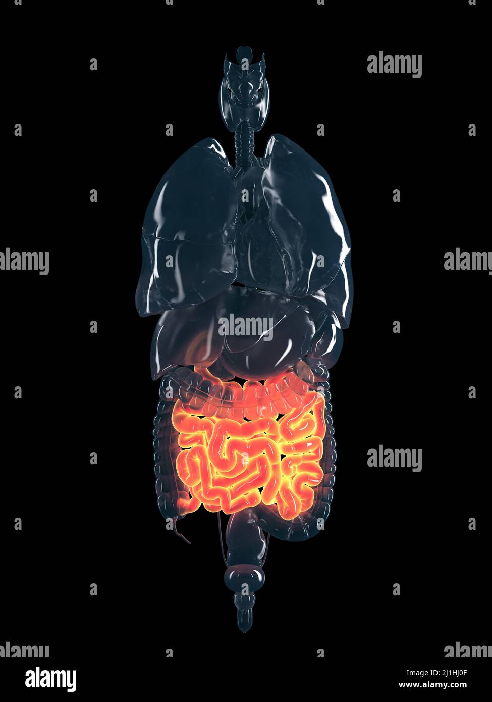 Human Small Intestine Color/image Human small intestine, illustration Stock Photo - Alamy