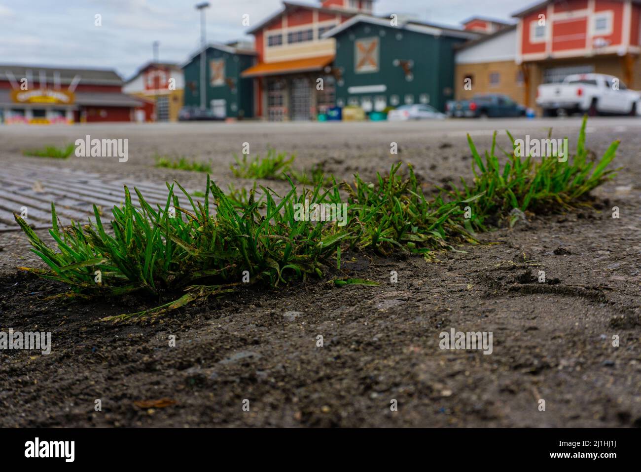 Green grass popping up from cement and dirty with buildings in the background. Stock Photo