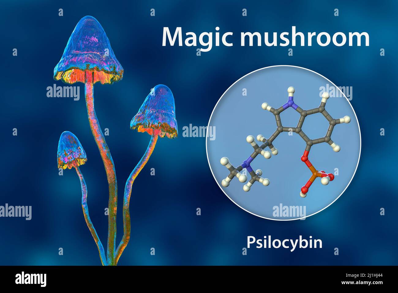 Magic mushrooms and psilocybin molecule, illustration Stock Photo