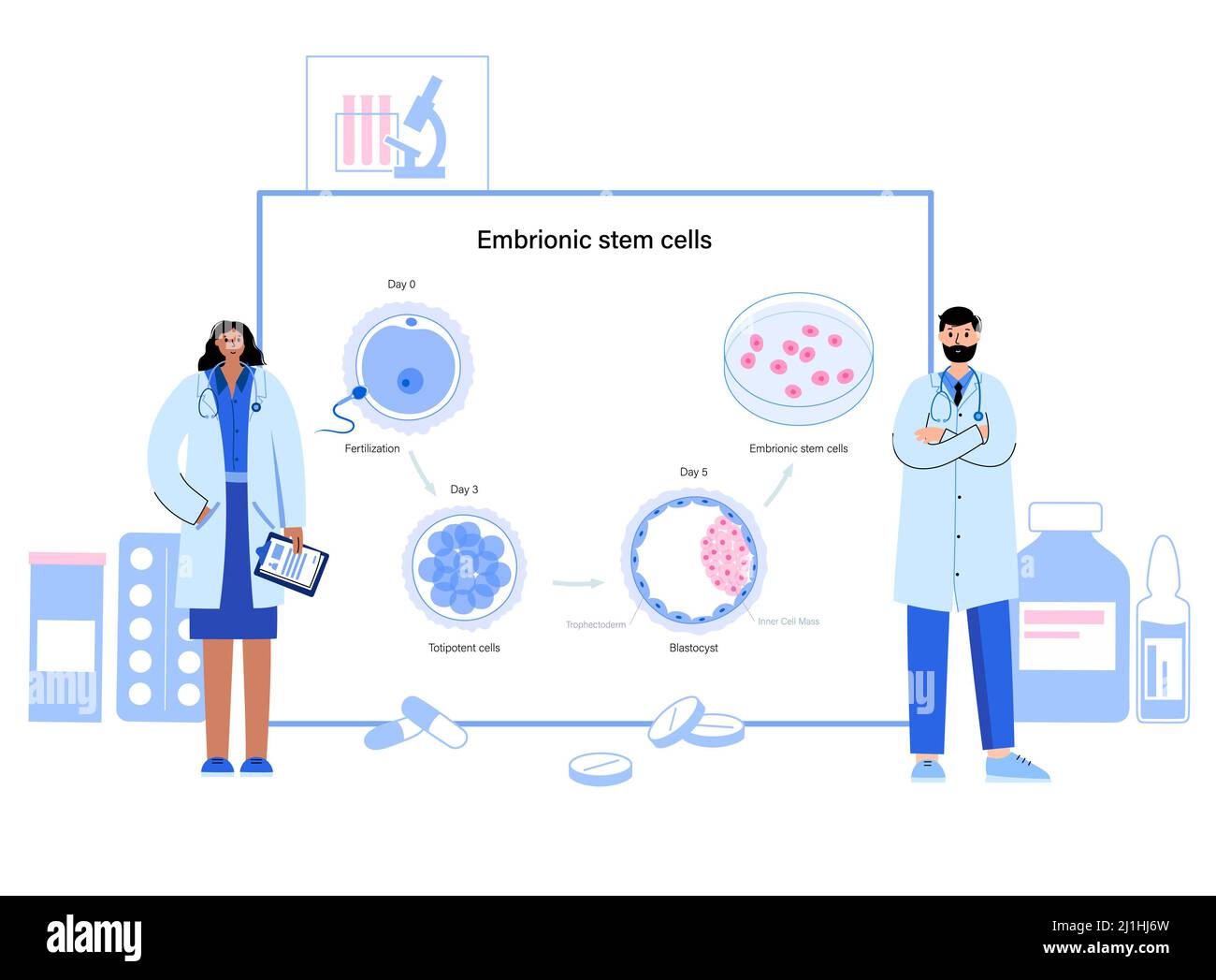 Embryonic stem cells, conceptual illustration Stock Photo - Alamy